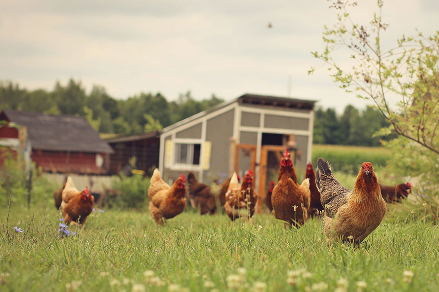 Kaedah teknikal bagaimana memanjangkan tempoh puncak bertelur ayam petelur